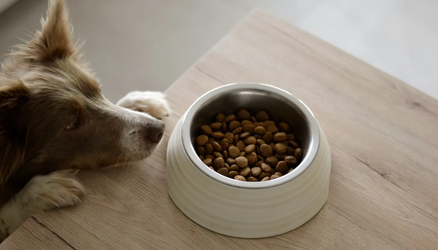 Un perro comiendo de su cuenco