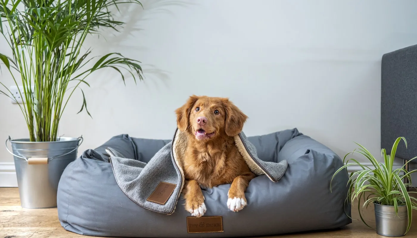 Un perro durmiendo plácidamente envuelto en una manta