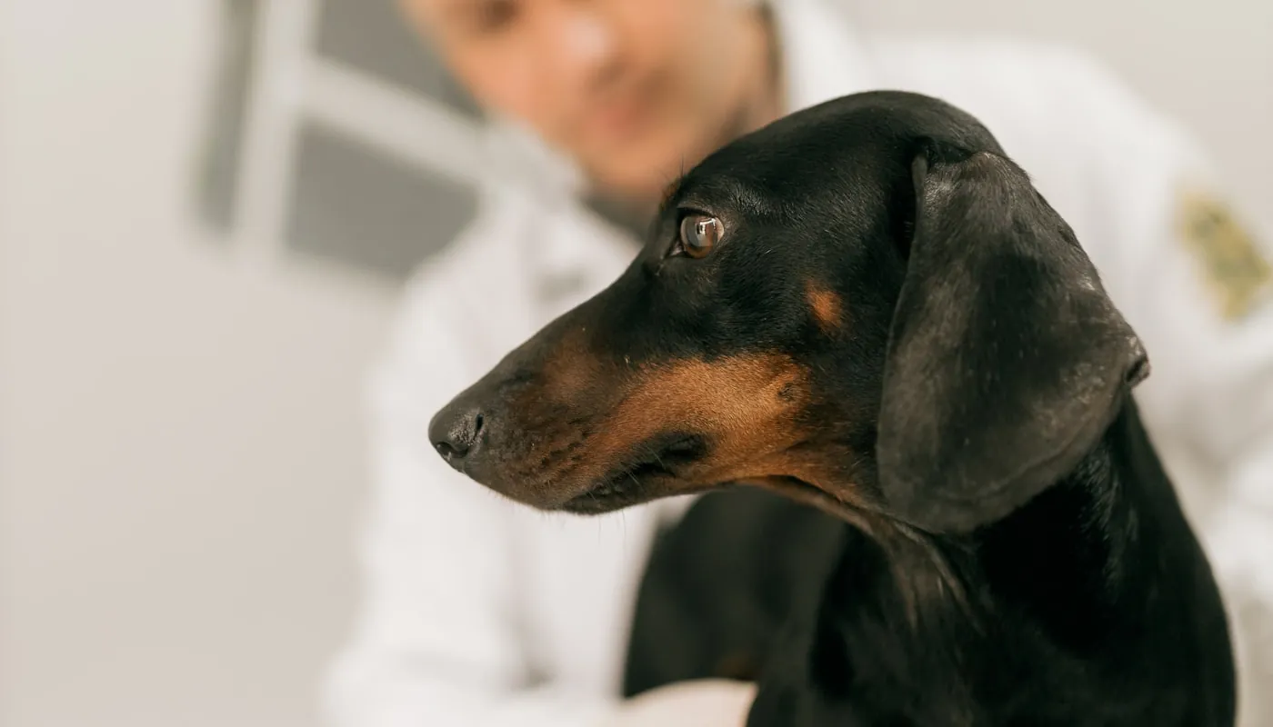 Una veterinaria examinando a un perro salchicha