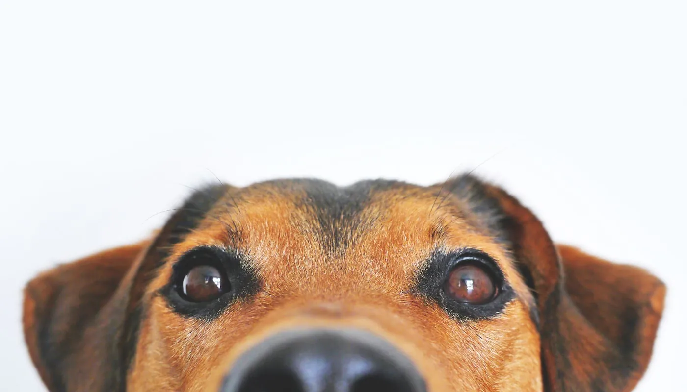 Un perro mirando fijamente a la cámara