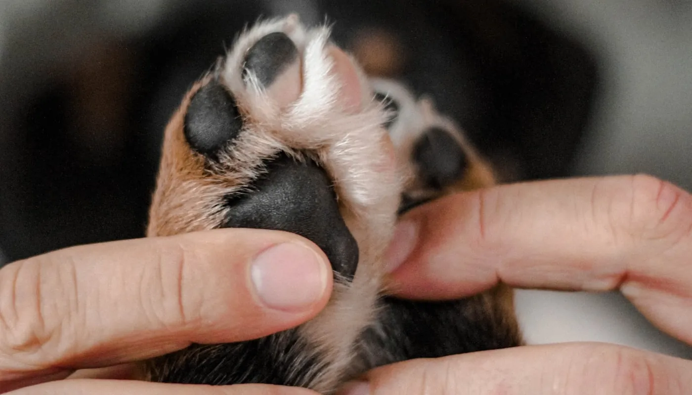 Una mano sosteniendo con cariño la pata de un perro