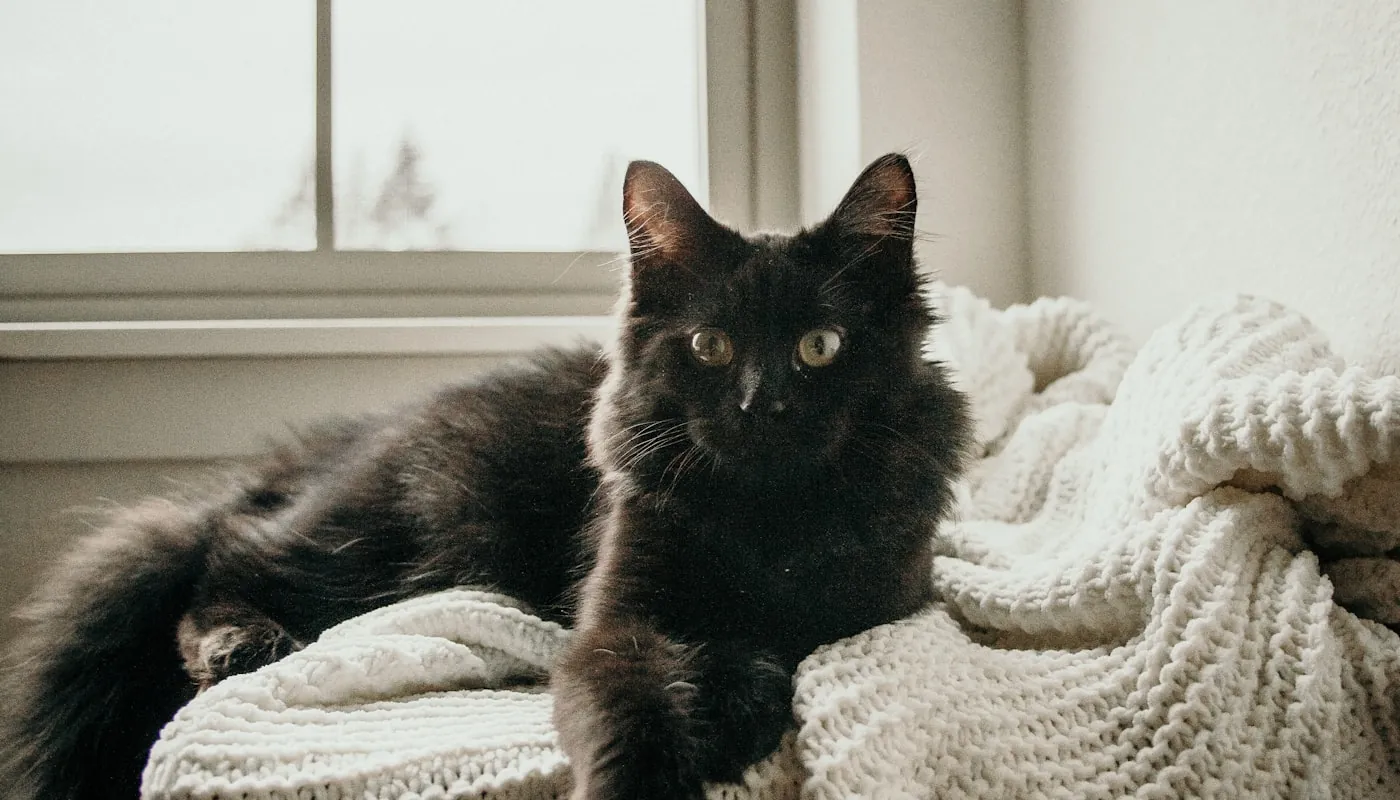 Un gato negro tumbado sobre una manta de punto blanca