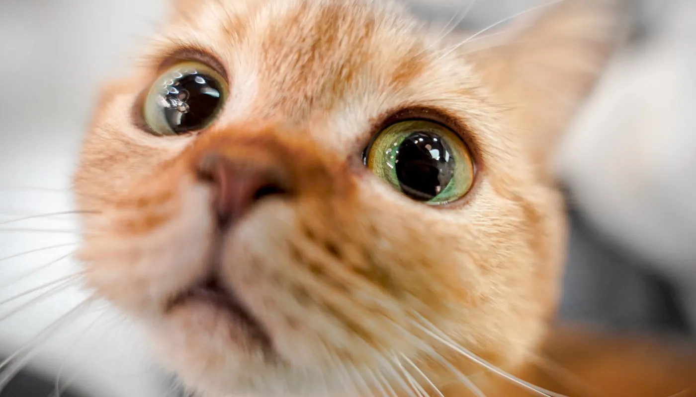Primer plano de la cara de un gato naranja