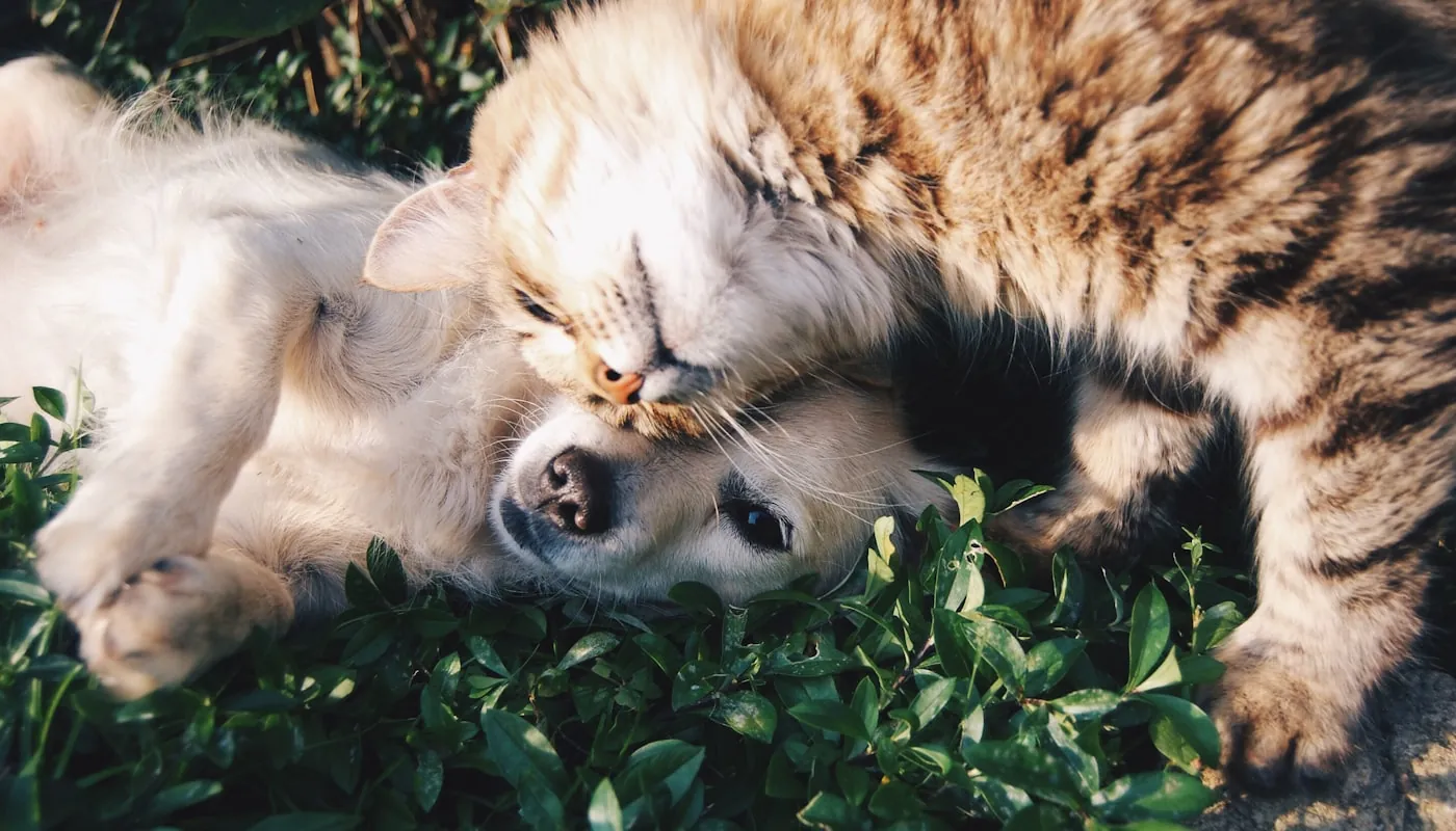 Un perro blanco y un gato gris abrazados sobre el césped