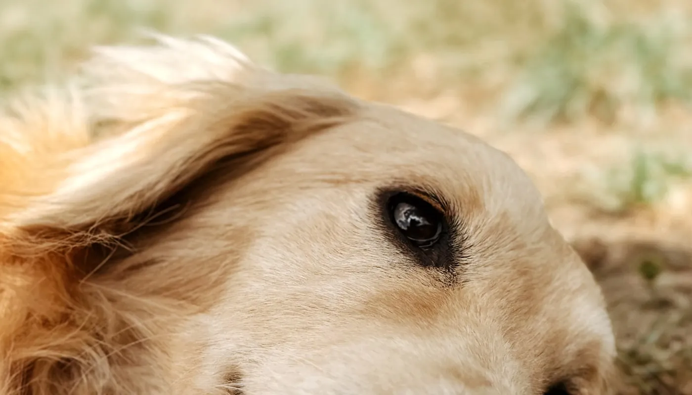 Un golden retriever tumbado sobre hierba seca