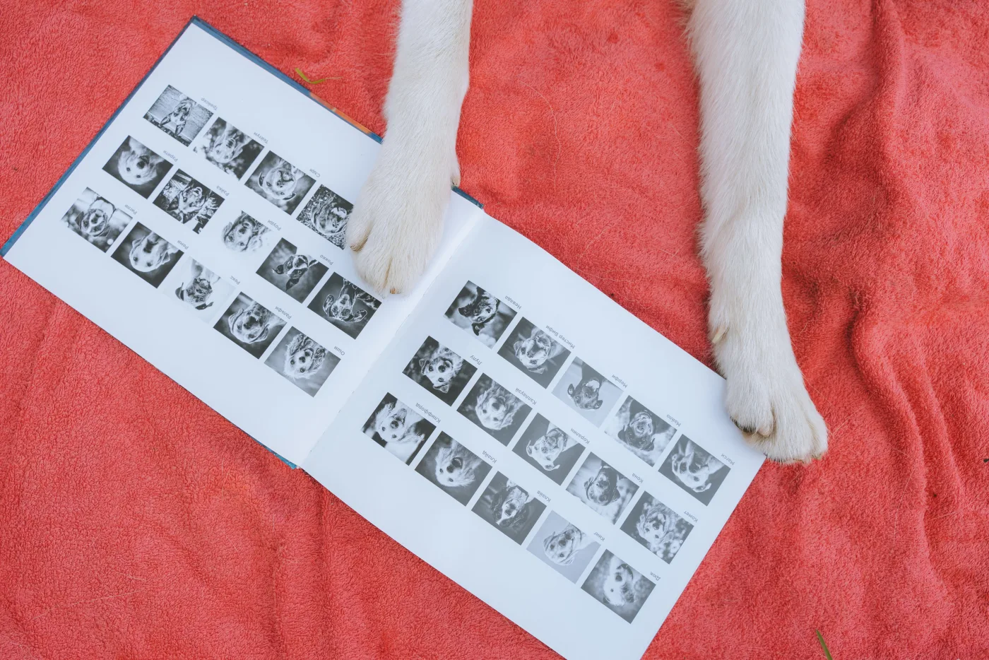 Patas de un perro junto a un álbum abierto con fotografías
