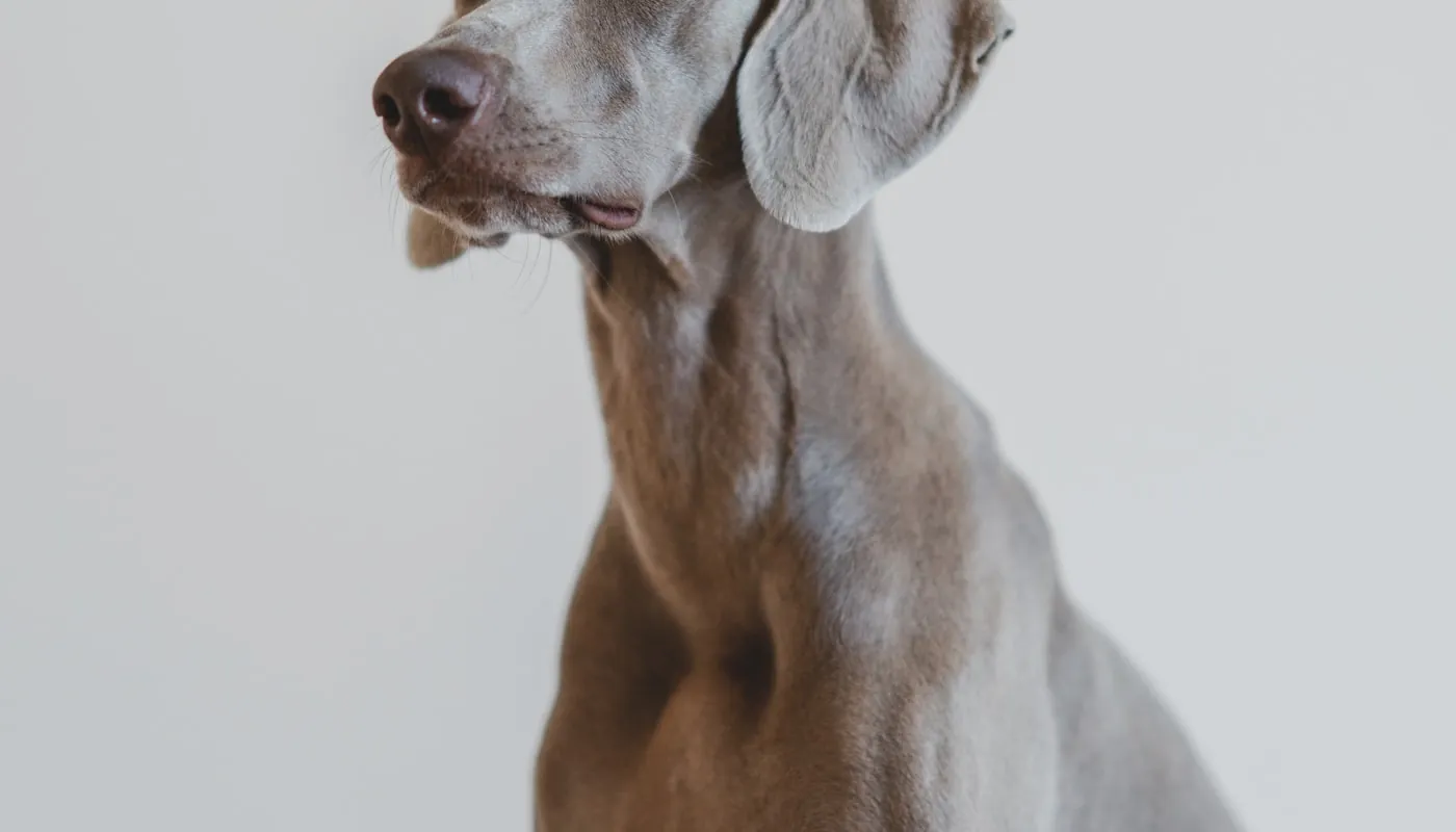 Retrato de un perro de raza weimaraner