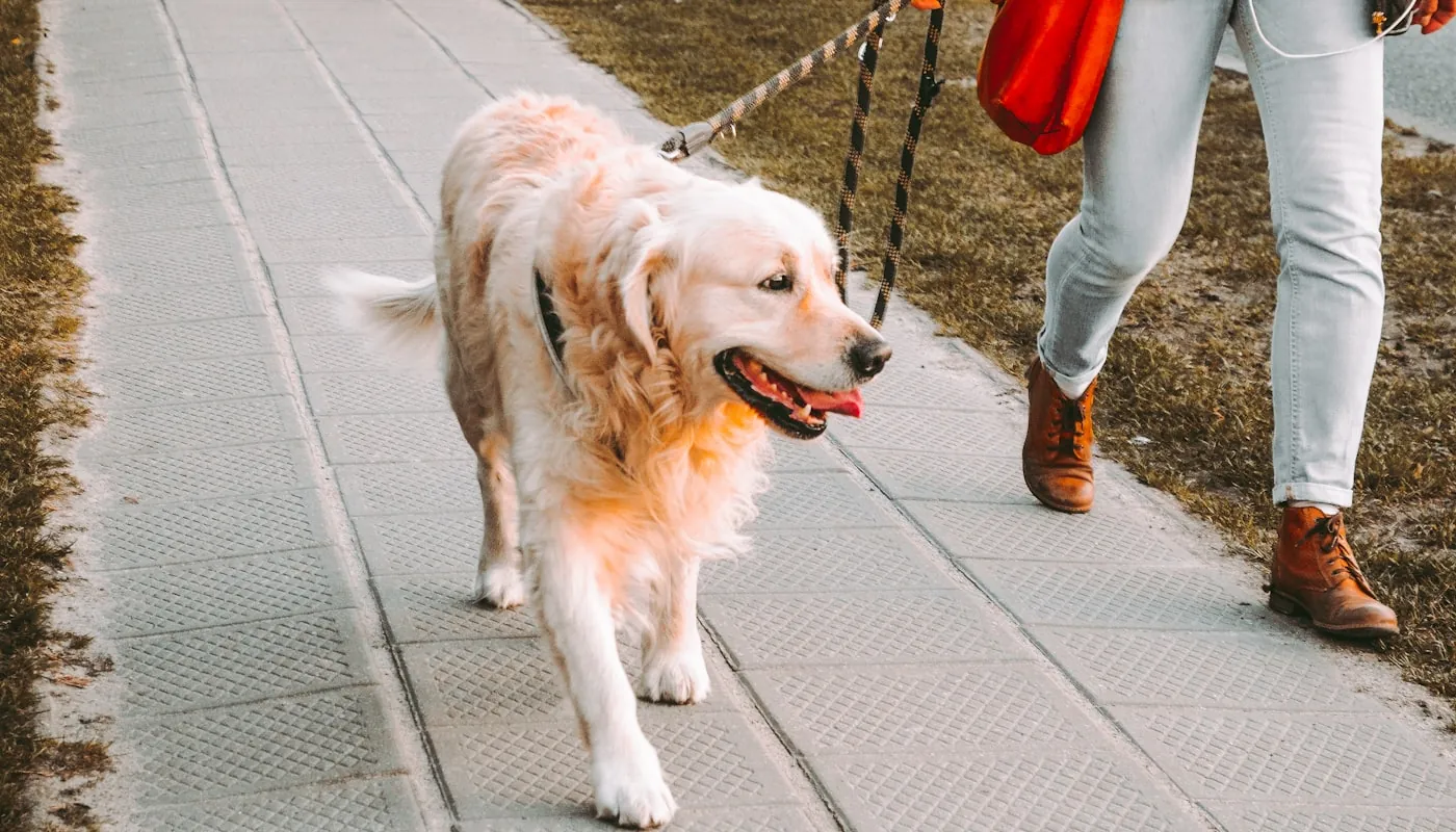 Una persona paseando a su golden retriever con correa