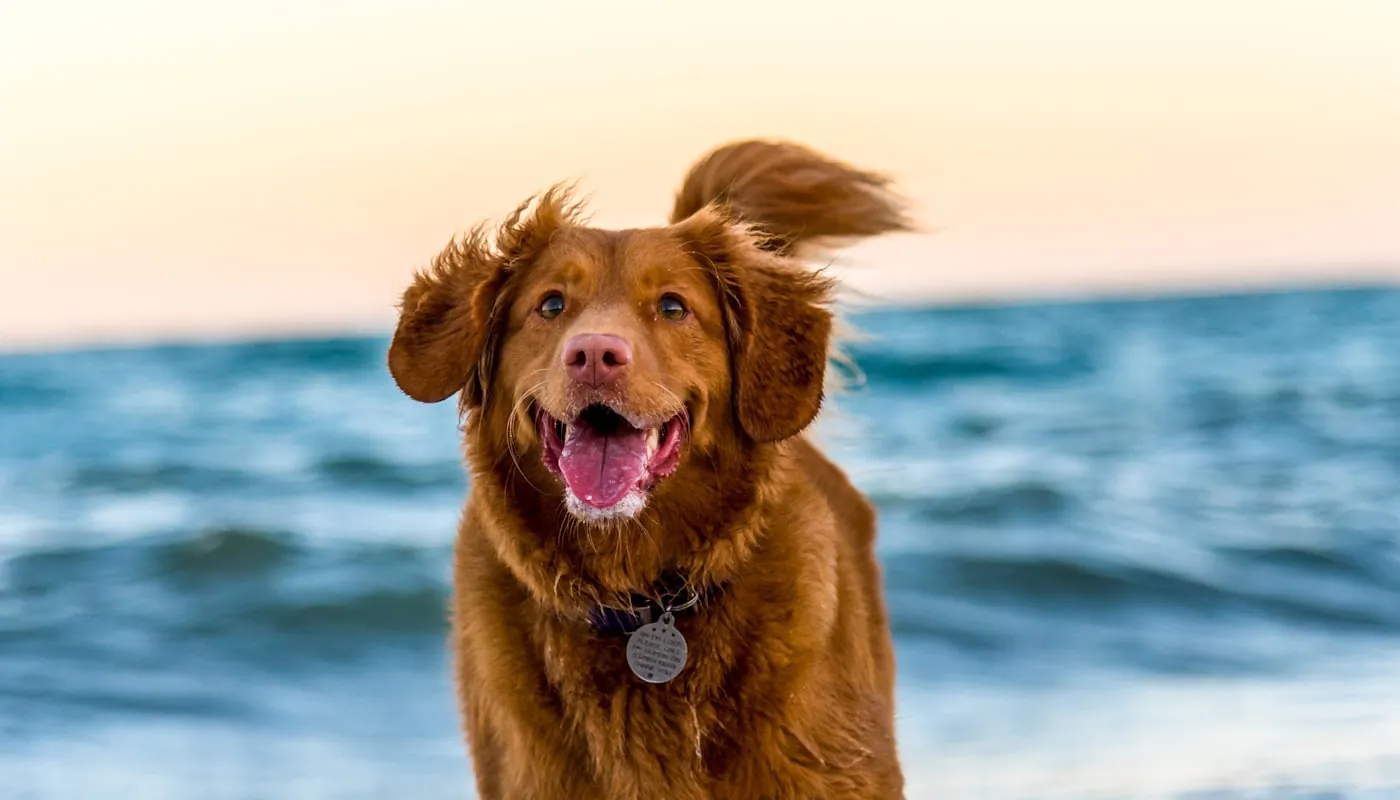 Un perro corriendo feliz por la playa