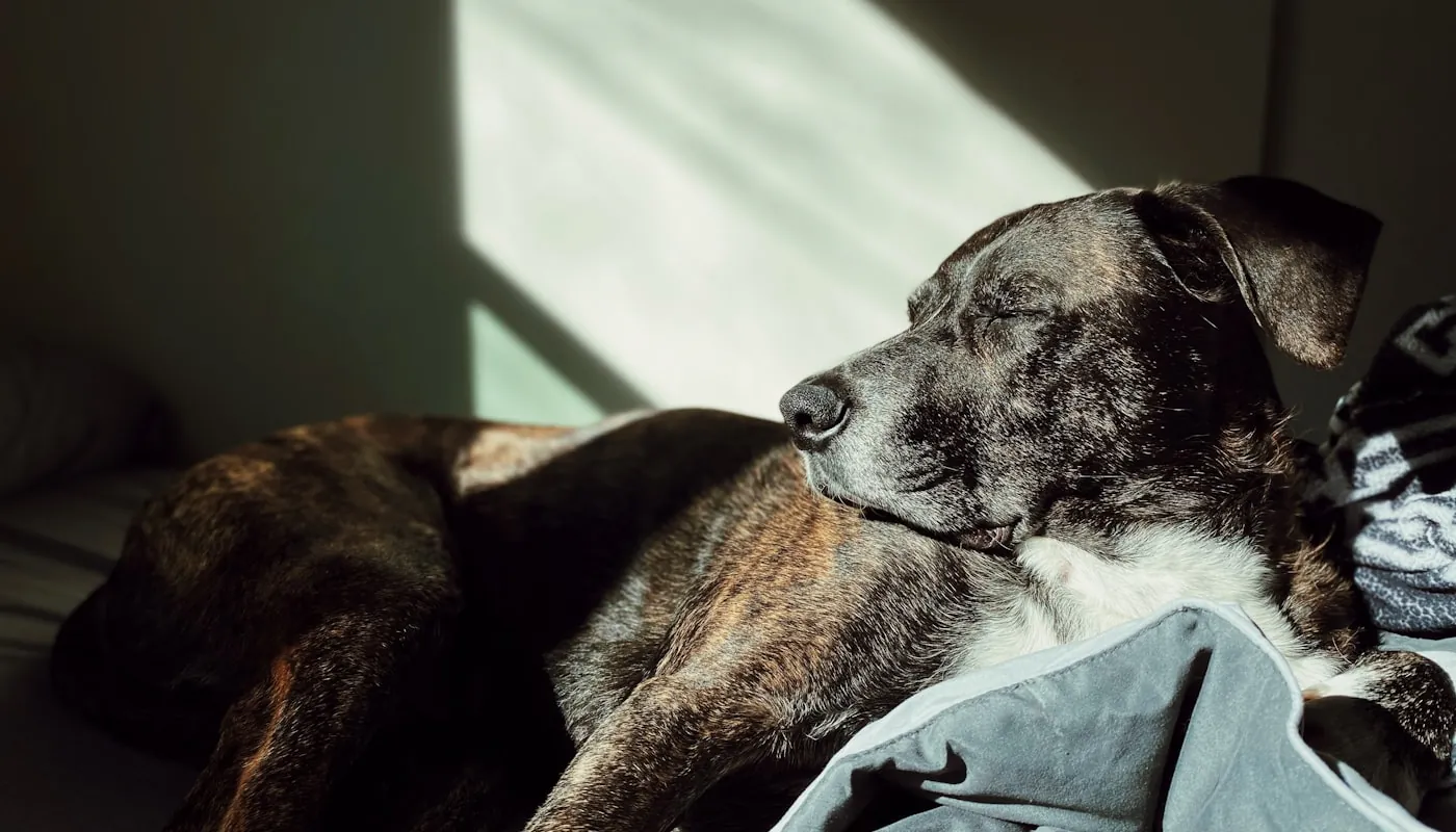 Un perro mayor descansando tranquilamente al sol