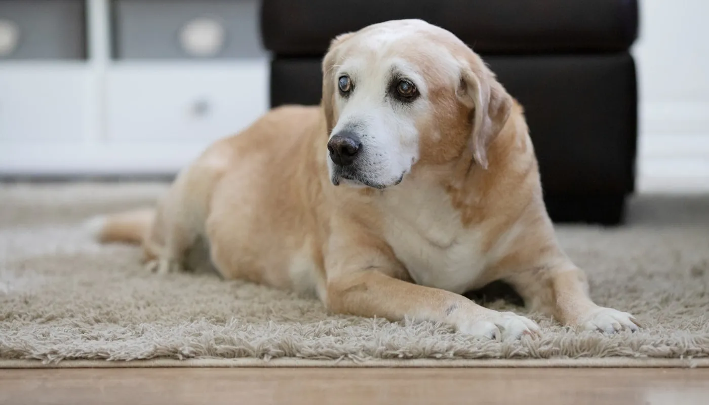 Un labrador tumbado en el suelo
