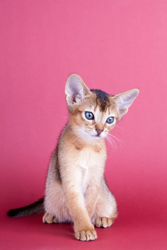 Gatito Abisinio de ojos azules sobre fondo rosa
