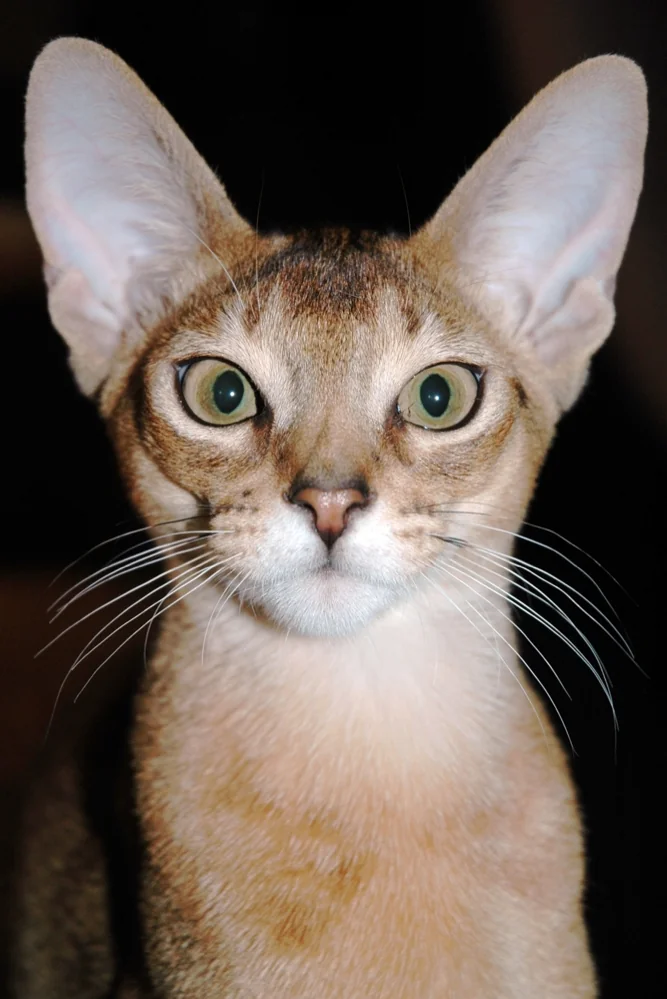 Retrato de un gato Abisinio adulto mirando de frente