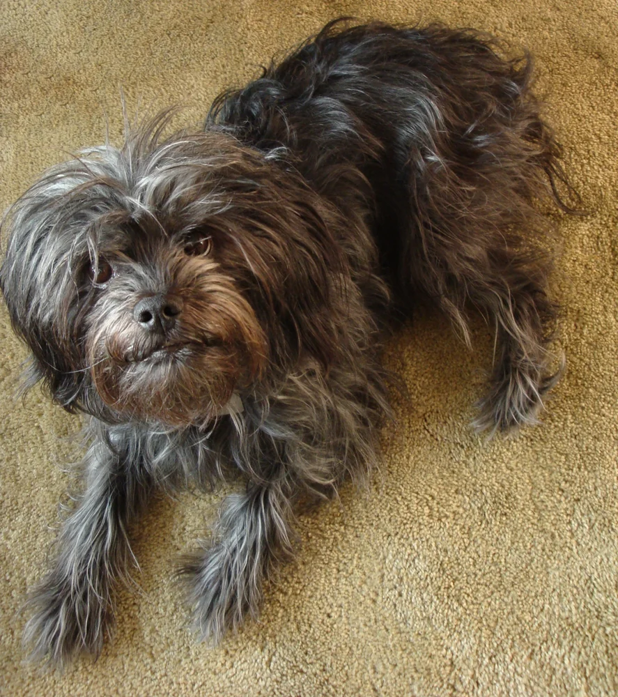 Affenpinscher de tonos grises y plateados tumbado en una alfombra