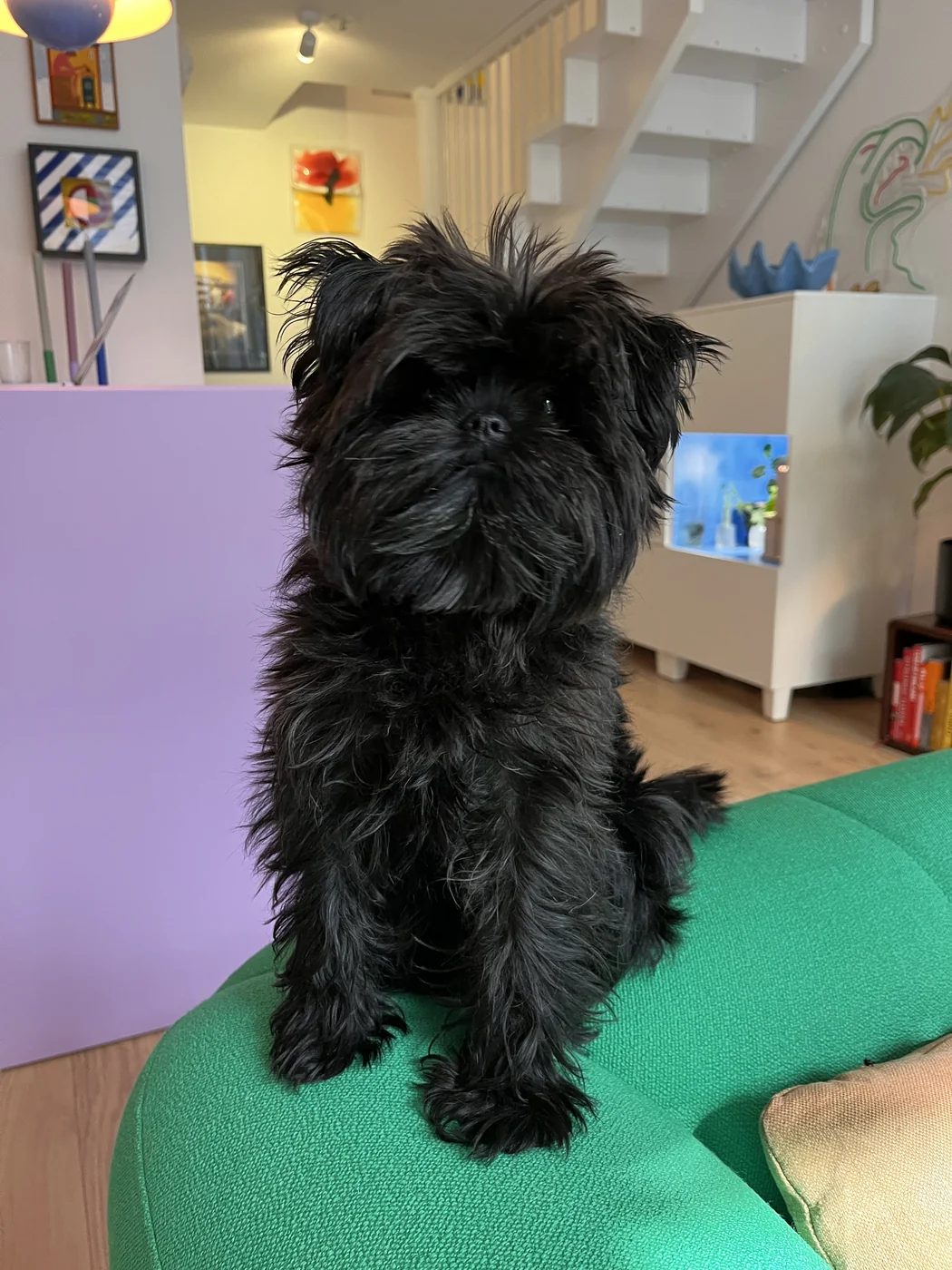 Affenpinscher negro sentado sobre un sofá verde