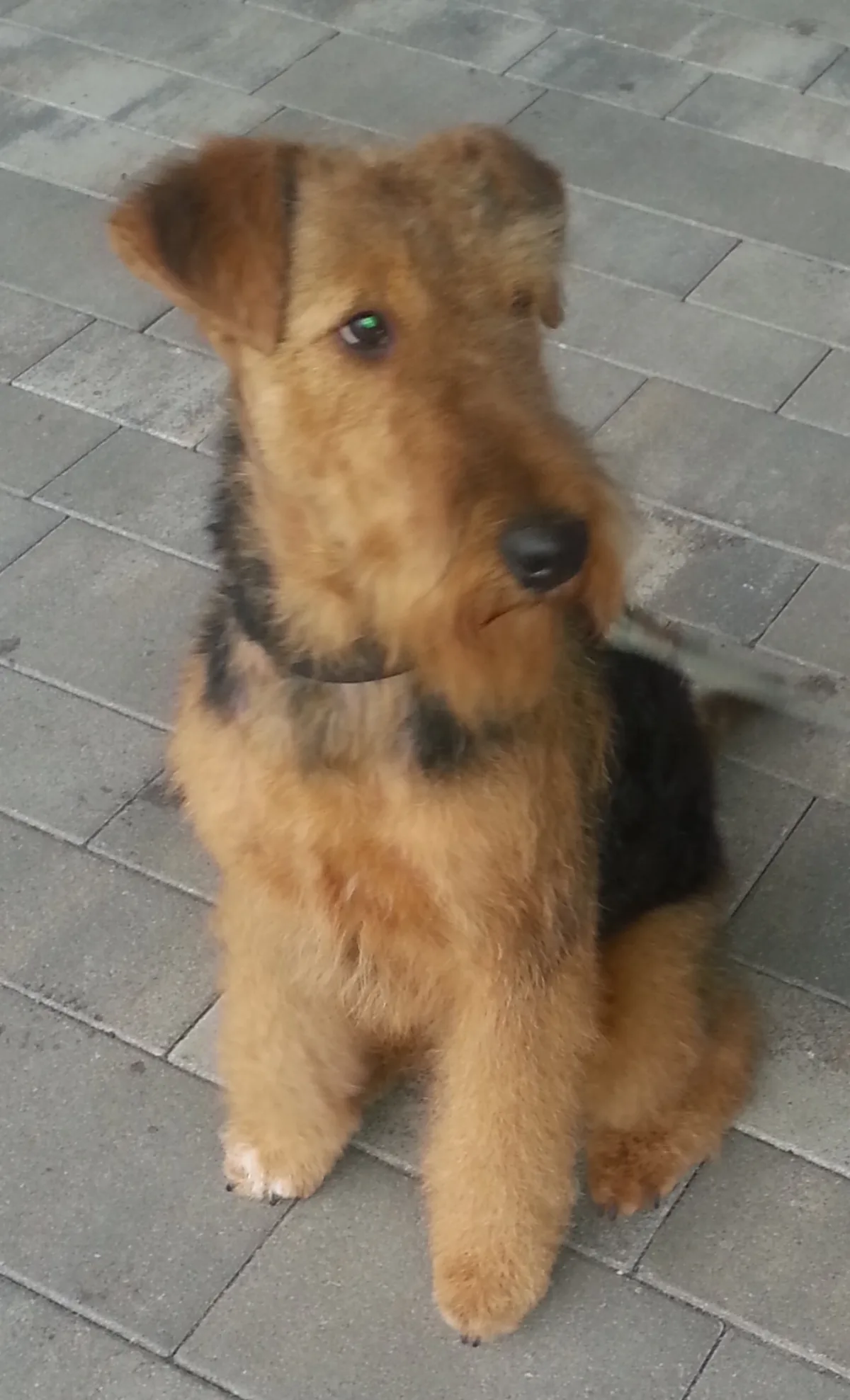 Airedale Terrier de pelo duro sentado y mirando de frente