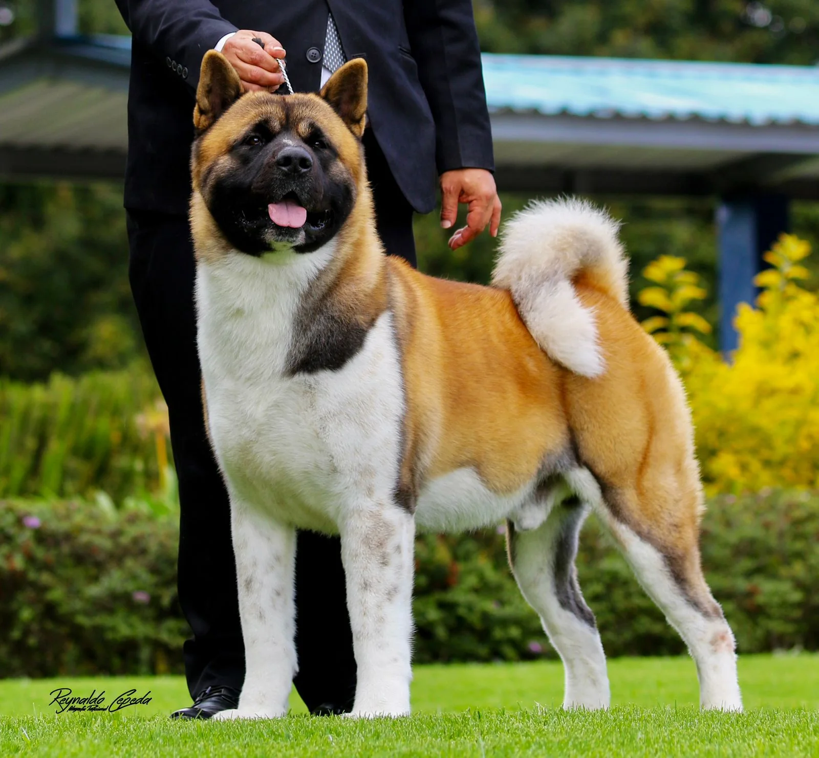 Akita Americano de color leonado y blanco de pie sobre césped