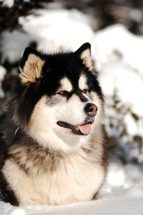 Malamute de Alaska negro y blanco recostado sobre la nieve