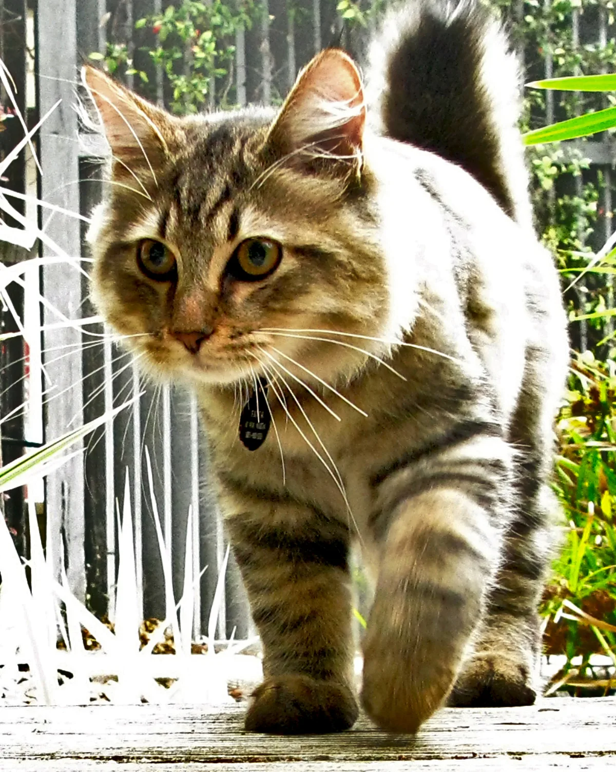 Gato American Bobtail atigrado visto de frente