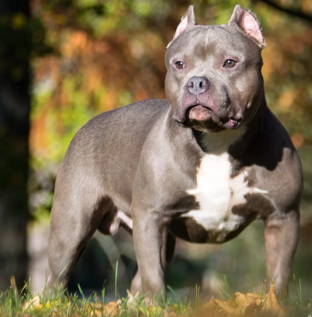 American Bully campeón de conformación UKC de pie sobre césped