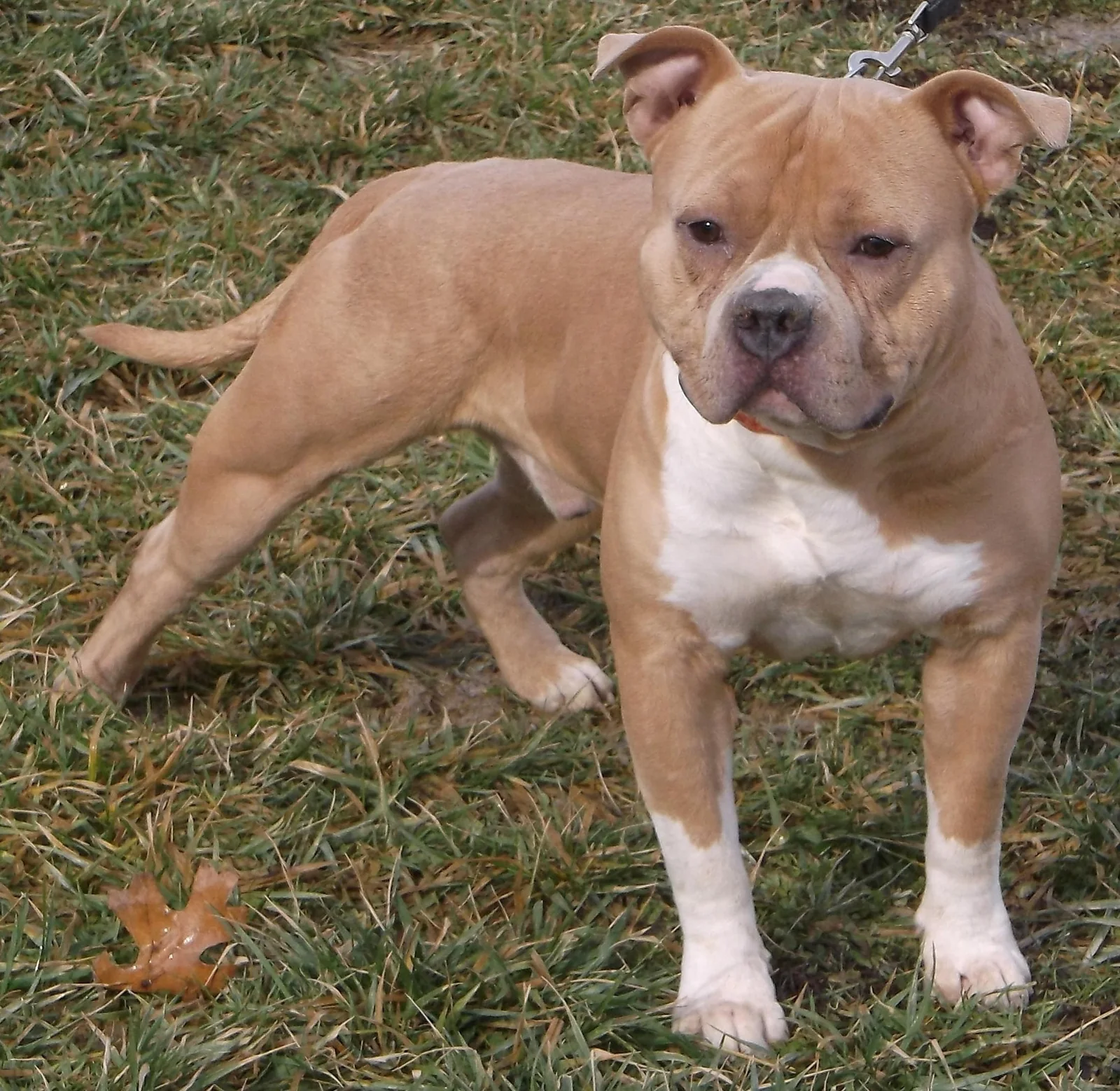American Bully de tipo estándar o classic, color leonado y blanco, de pie sobre césped con las orejas naturales