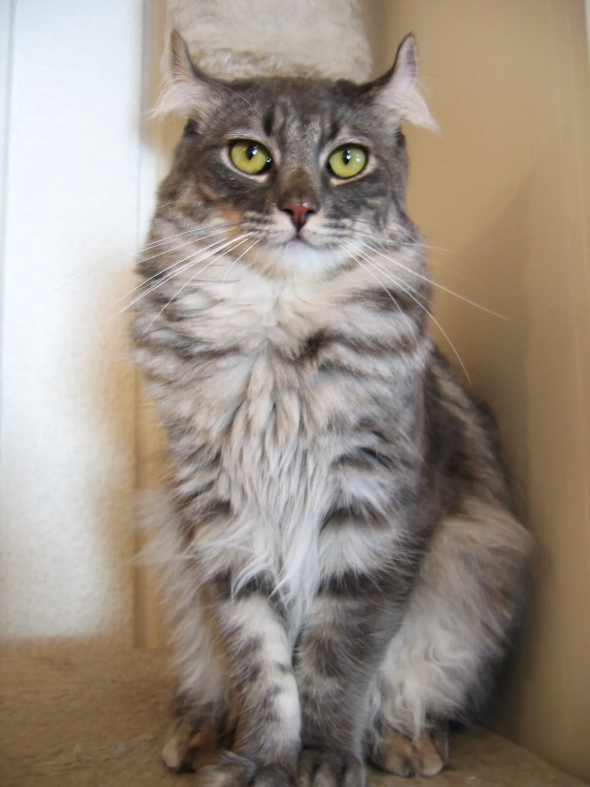 Gato American Curl de pelo semilargo con las orejas curvadas hacia atrás