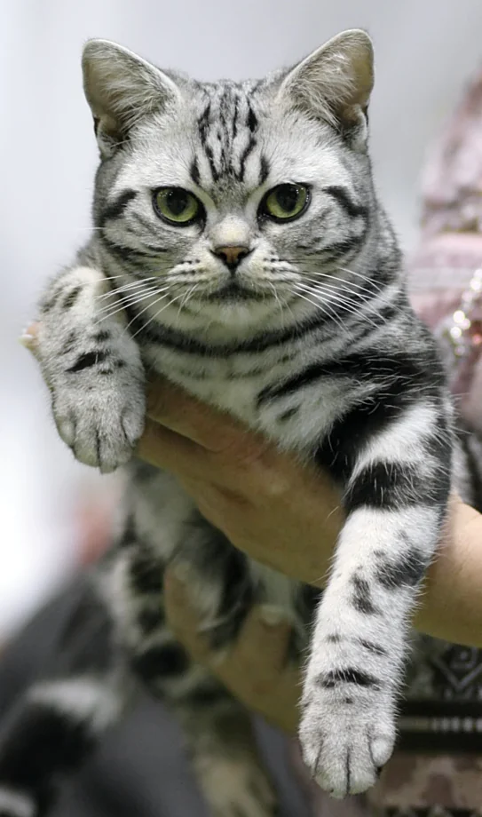 Gato American Shorthair plateado atigrado sostenido en brazos en una exposición