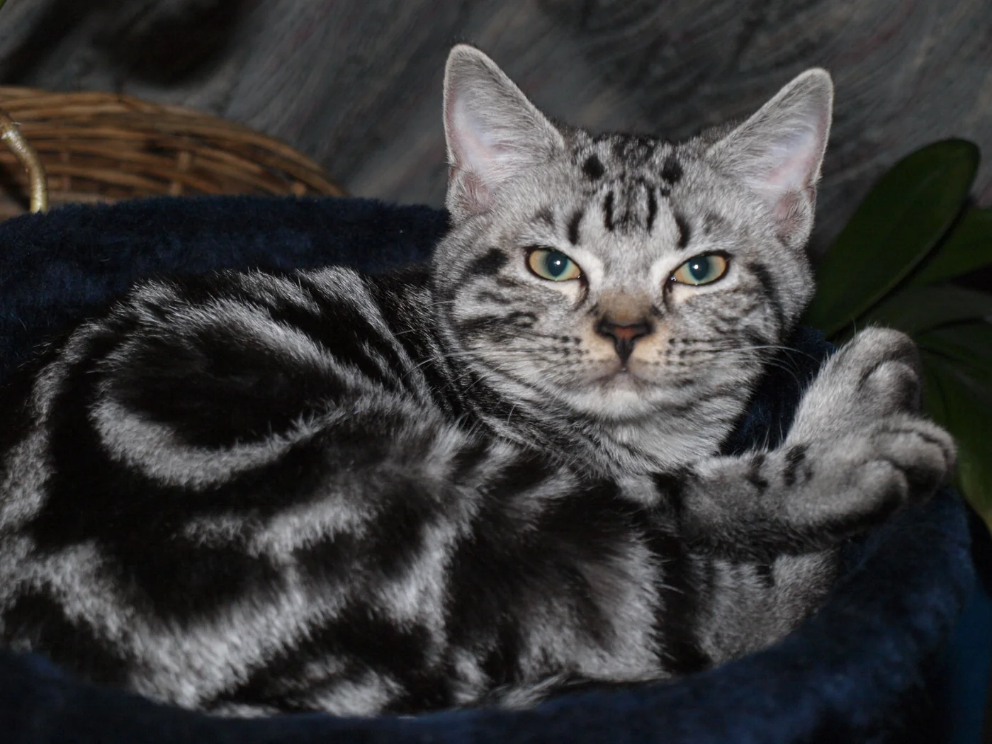 Gato American Shorthair plateado atigrado tumbado y mirando de frente