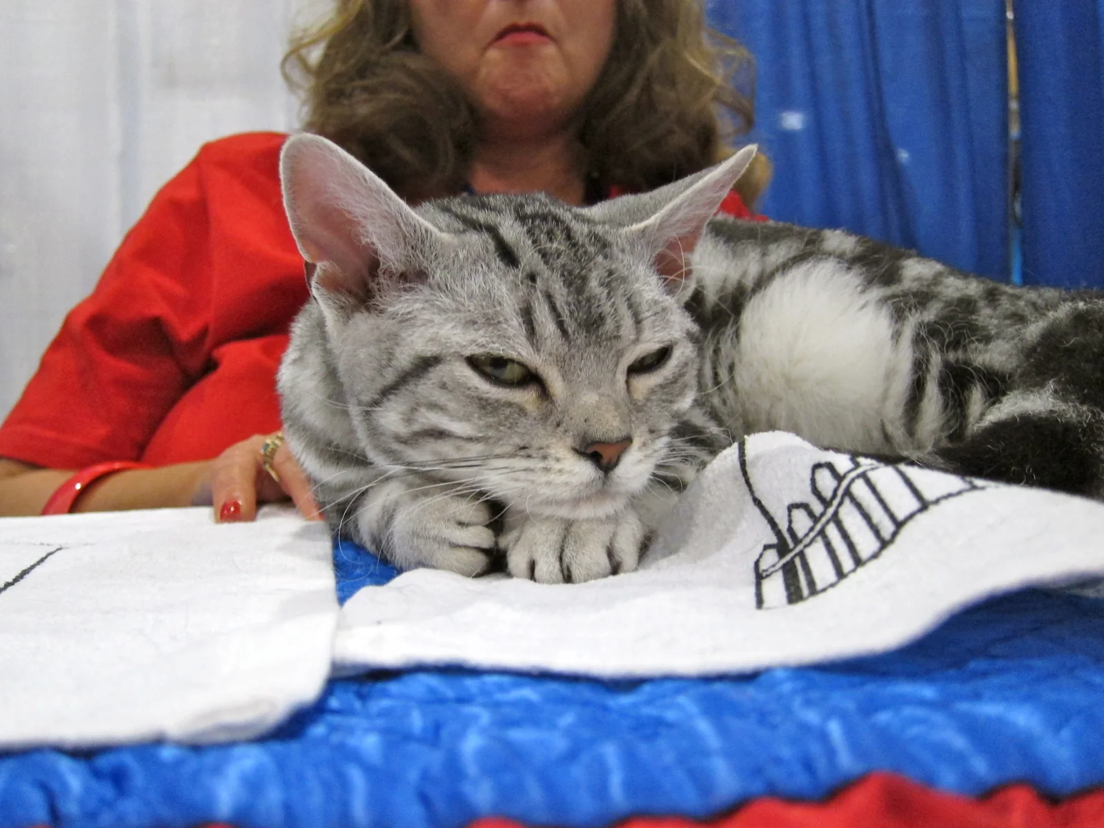 American Wirehair tumbado en una exposición felina