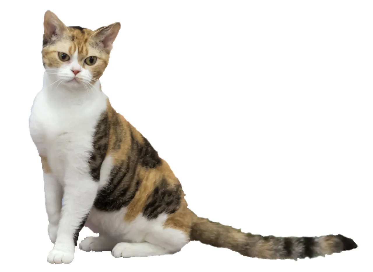 Gato American Wirehair sentado, de pelaje blanco y atigrado, mostrando su textura rizada característica