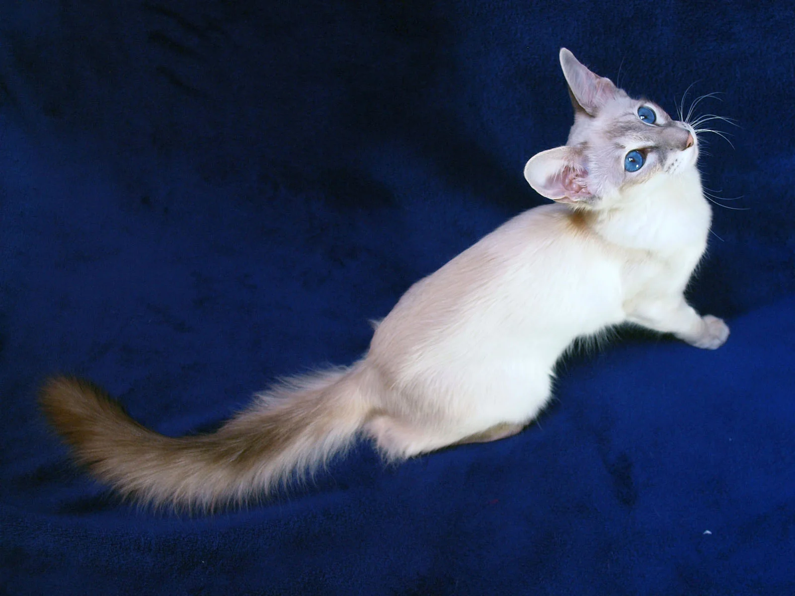 Gata Balinesa blue tabby point de siete meses