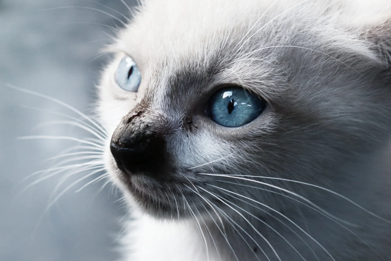 Gato Balinés de ojos azules y patrón colorpoint tumbado sobre una superficie clara