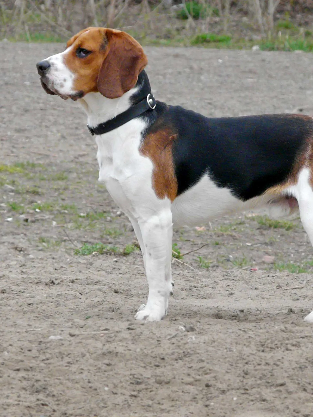 Beagle tricolor de pie sobre tierra
