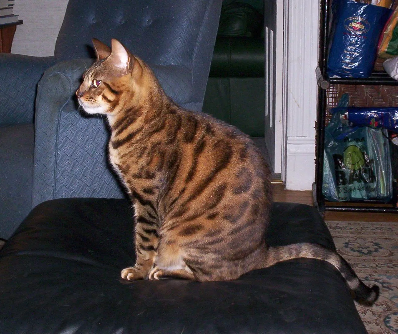 Gato Bengalí adulto de patrón moteado tumbado y mirando a cámara