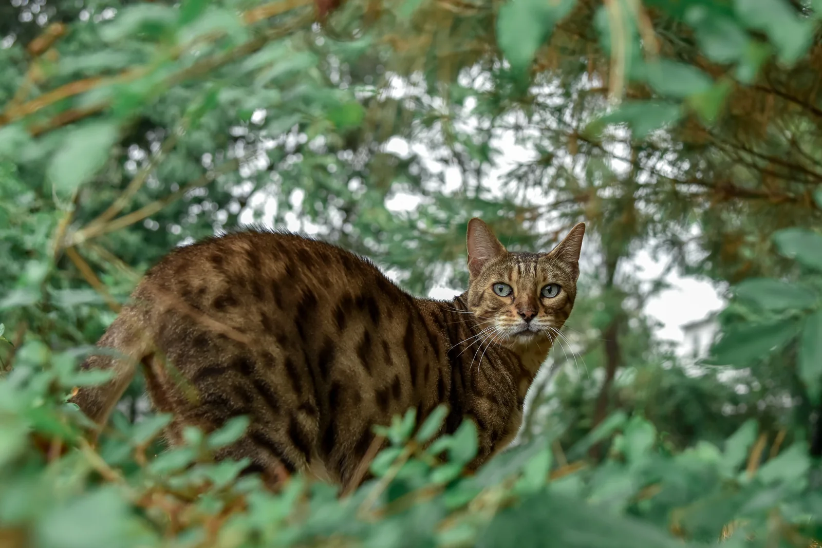 Gato Bengalí marrón con rosetas oscuras subido a una estructura para gatos