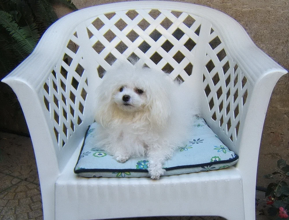 Bichón boloñés blanco tumbado sobre una silla