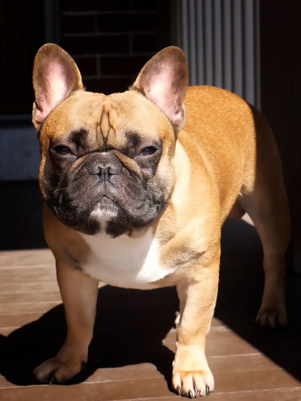 Bulldog Francés color leonado con máscara oscura