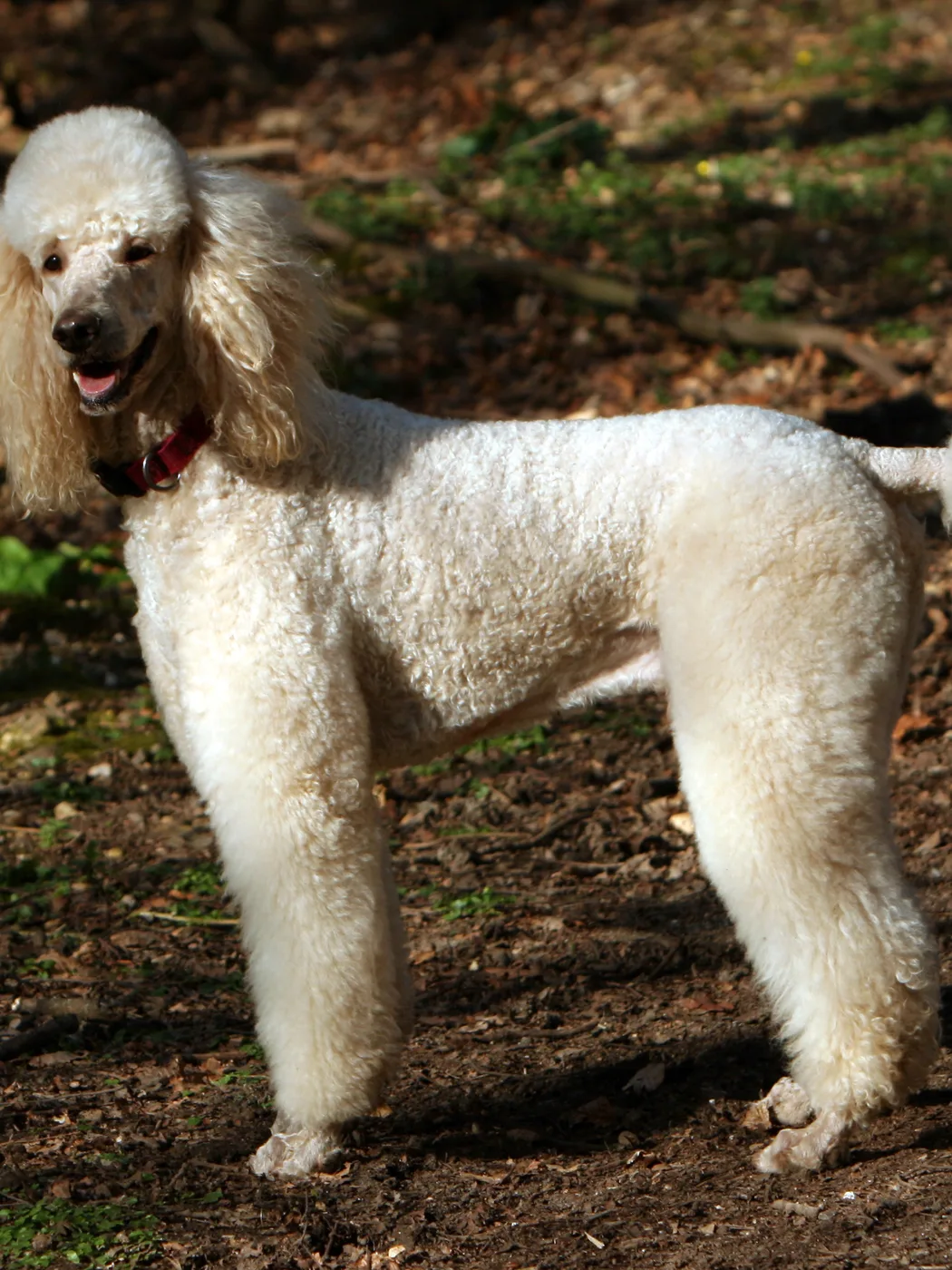Caniche Estándar color albaricoque de pie en un bosque