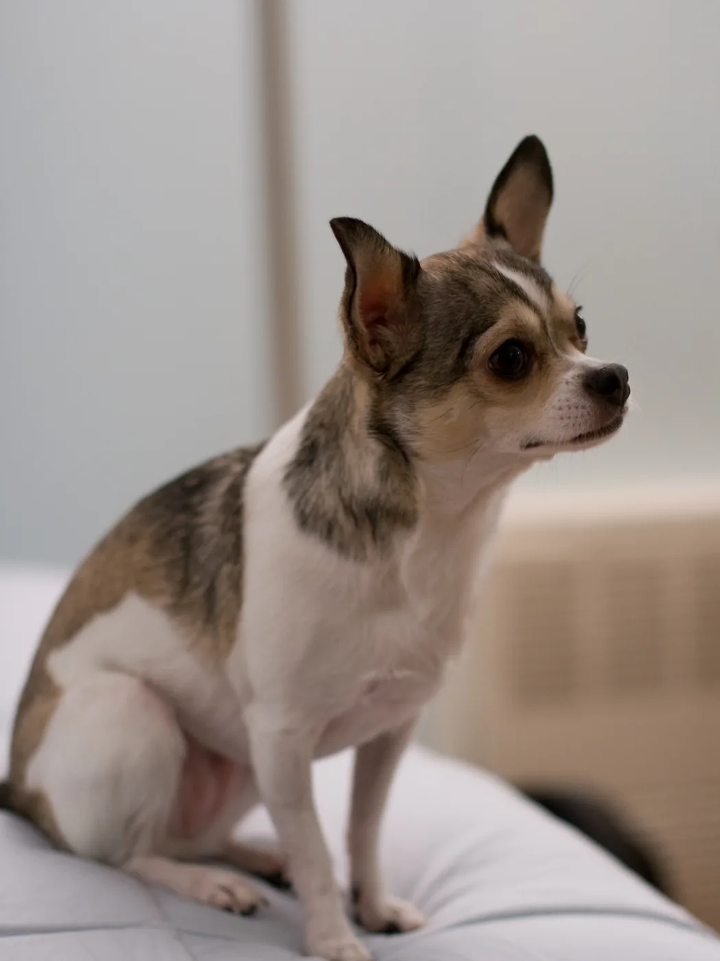 Chihuahua de pelo corto tricolor sentado sobre un sofá