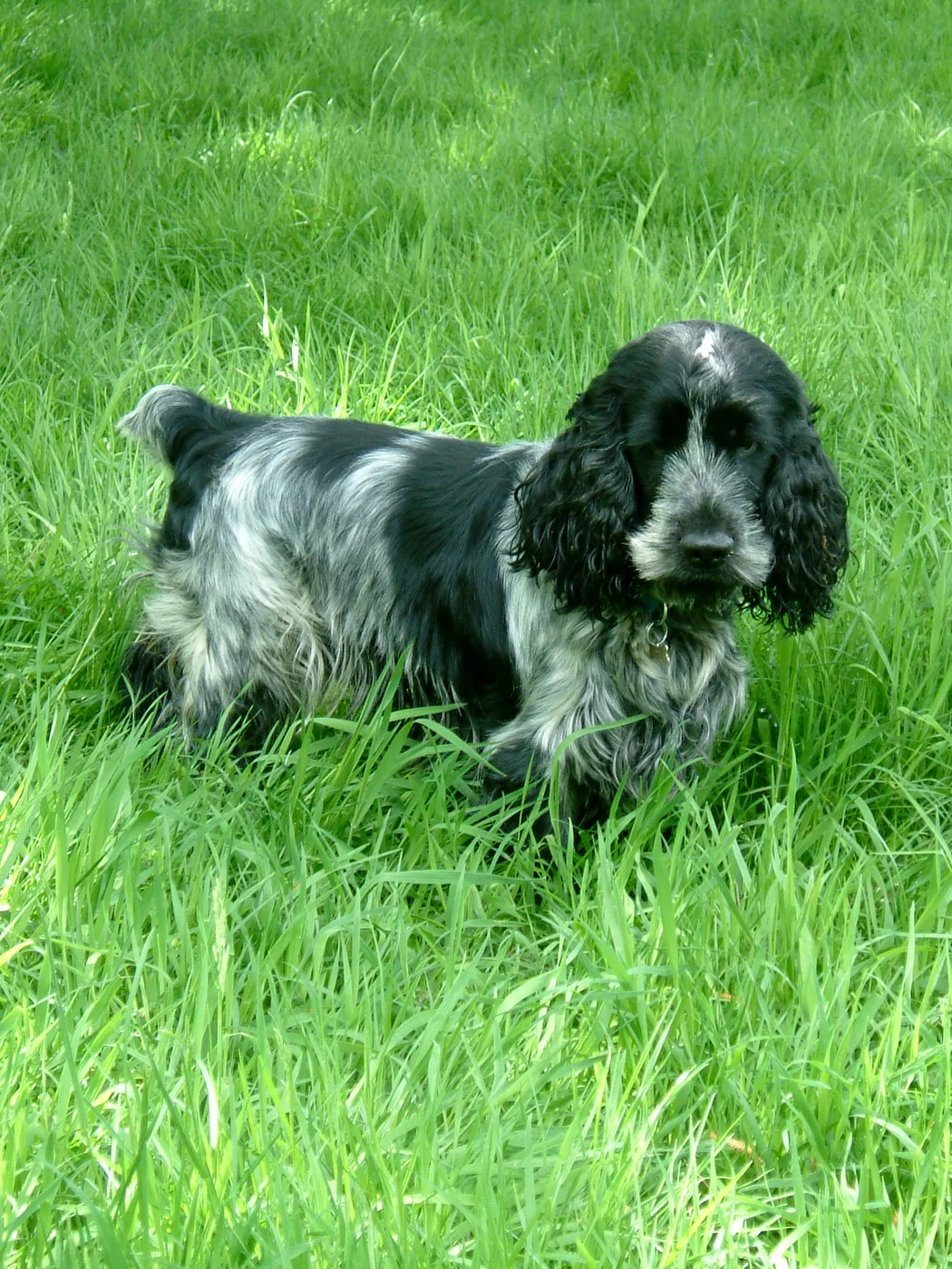 Cocker Spaniel Inglés color azul ruano de pie sobre hierba