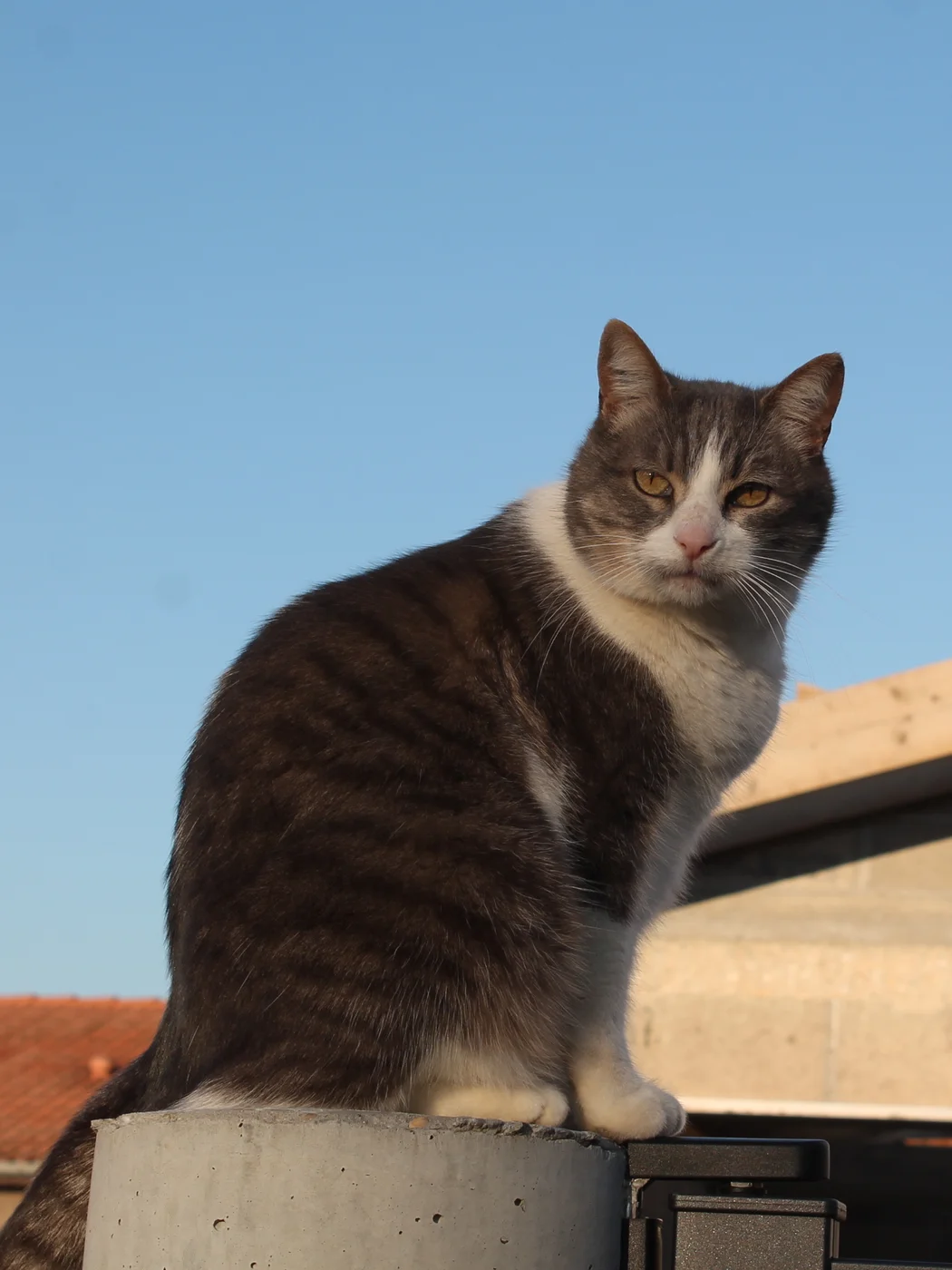 Gato Común Europeo atigrado y blanco sentado al aire libre