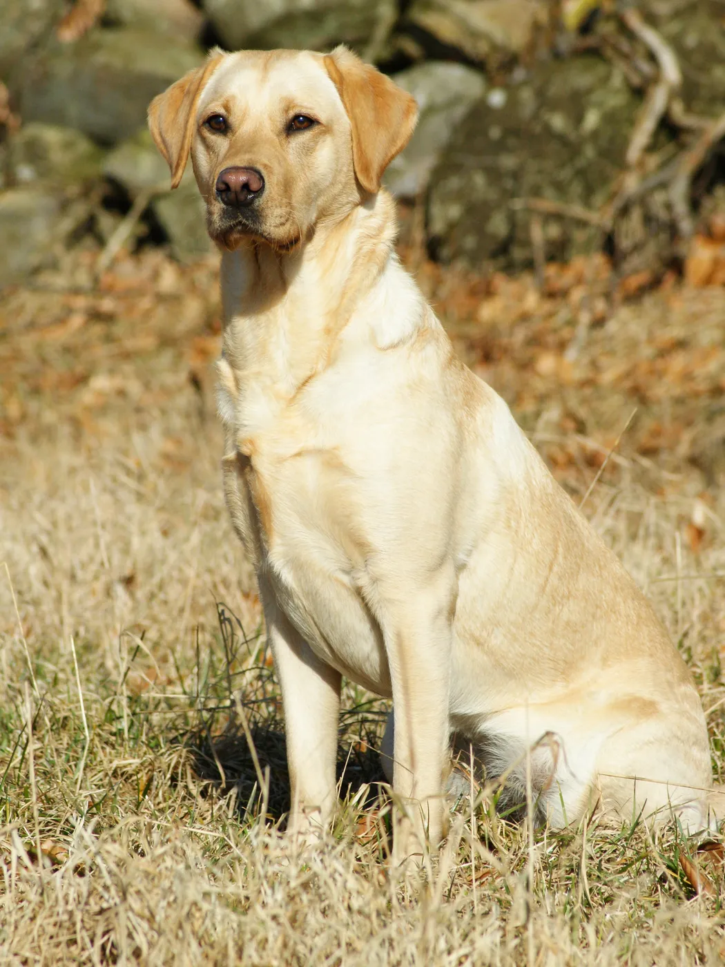 Labrador Retriever color crema sentado sobre hierba seca