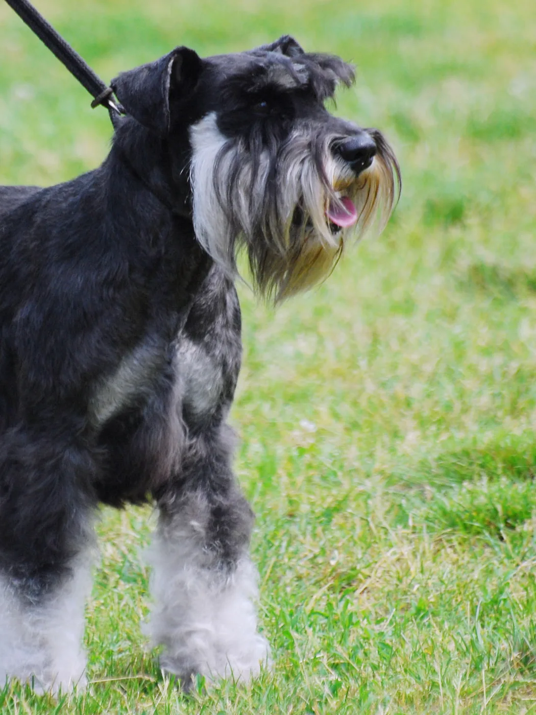 Schnauzer Miniatura color sal y pimienta caminando sobre hierba