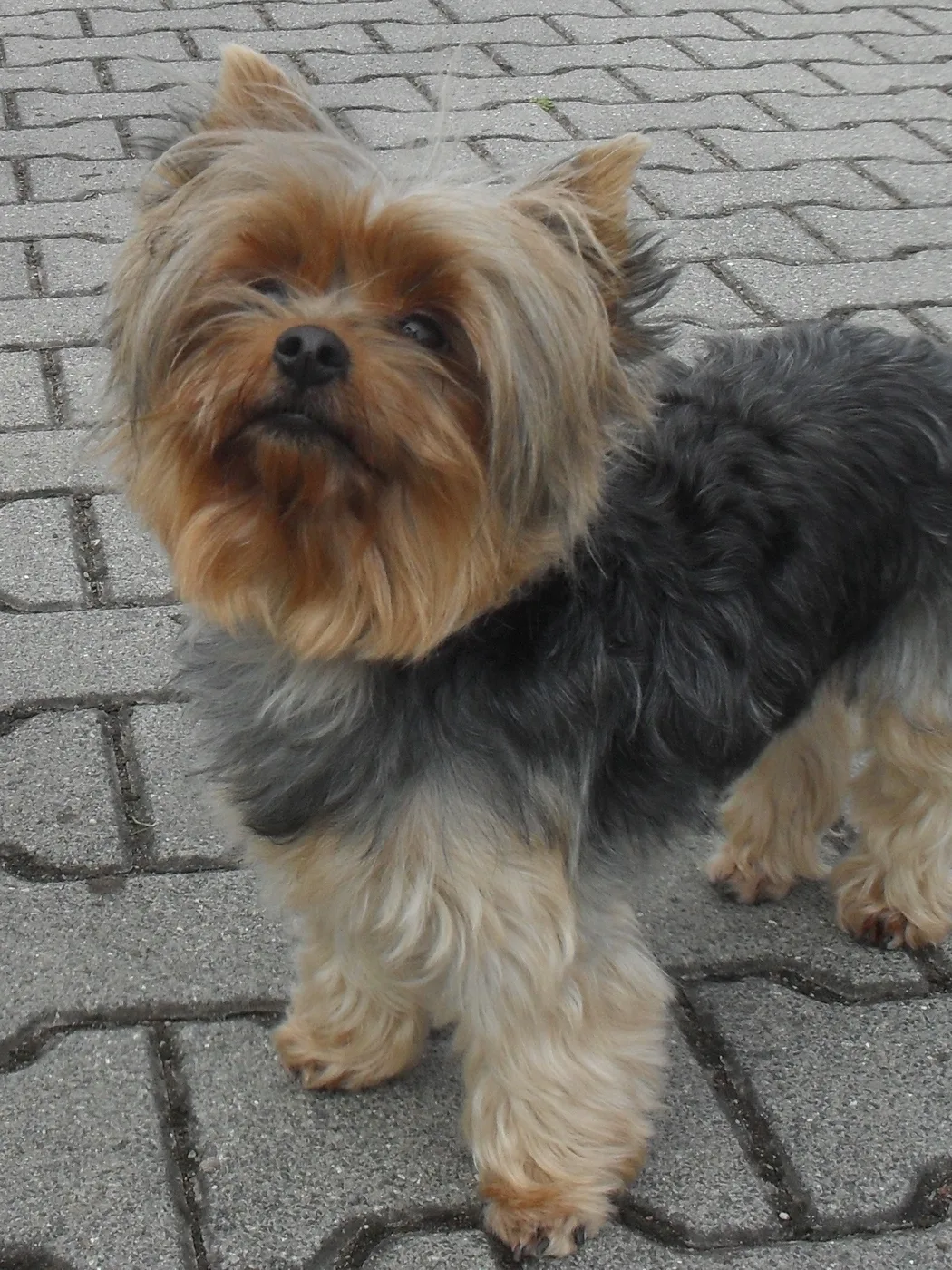 Yorkshire Terrier con el color azul acero y fuego clásico de la raza